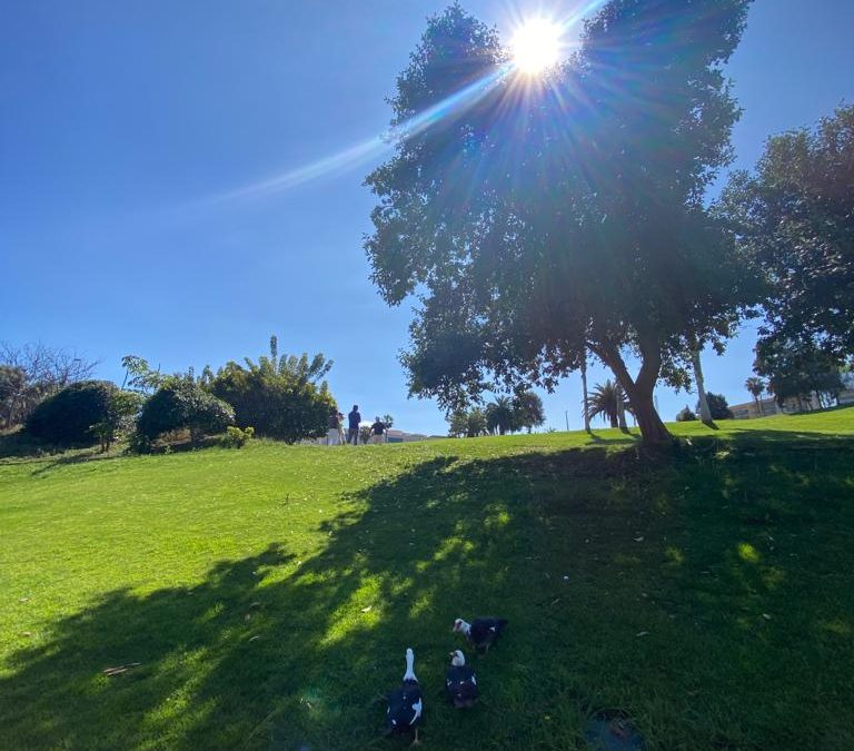 ¿Por qué son tan diferentes los primeros 9 hoyos de los segundos? Los Secretos de Las Palmeras Golf.