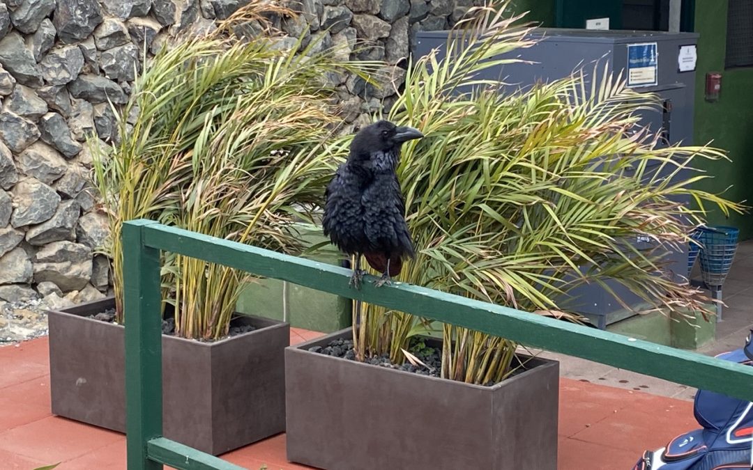 La increíble historia de los cuervos del Real Club de Golf de Las Palmas.