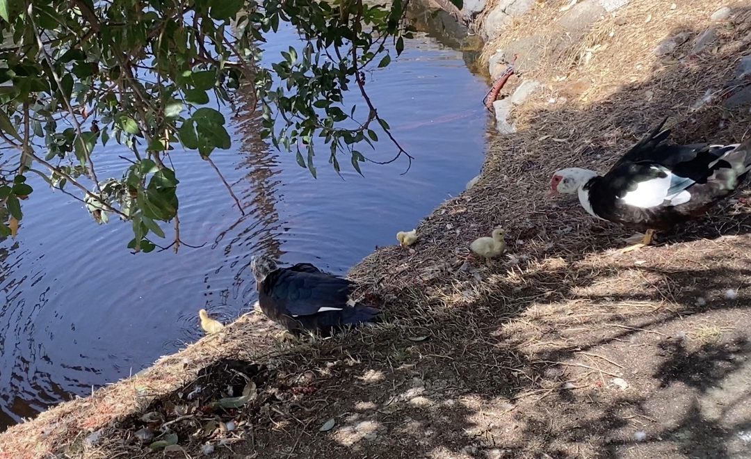 Las Palmeras Golf, pulmón de la ciudad y cuna de especies animales únicas. Sus secretos desvelados por D. Javier Garzón Moll.