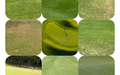 Tipos de hierba de los campos de golf. ¿Sabemos distinguirlas?