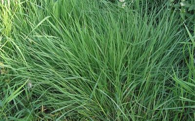 Agrostis, muy apreciada en climas templados y presente en Canarias.
