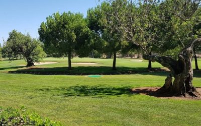 Rye Grass, bonitos tonos verdes incluso en invierno