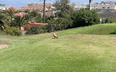 El Tarro Canelo de Las Palmeras Golf. Belleza que pasa desapercibida.
