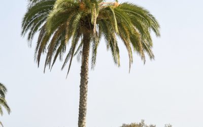 El Circuito de Golf Familiar Canarias 2025 vuela por primera vez al Real Club de Golf de Tenerife