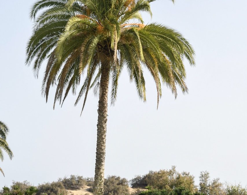 El Circuito de Golf Familiar Canarias 2025 vuela por primera vez al Real Club de Golf de Tenerife